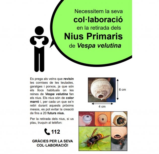 Actualment esteu veient Nius de vespa asiàtica